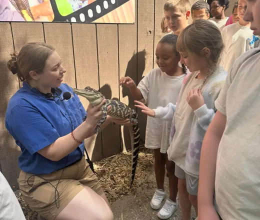 Alligator at Reptiland